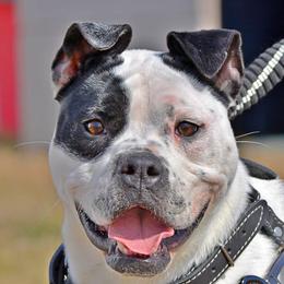 Roddie - Alapaha Blue Blood Bulldog