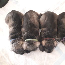 Miniature Schnauzer Puppies from Starbound Miniture Schnauzer's