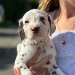 Jewel - White and liver brown female Dalmatian puppy in Mount Vernon, Washington from Pawsitively Spotted