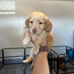 Boy 1 - Cream male Dachshund puppy in Las Animas, Colorado from J&D Dachsies