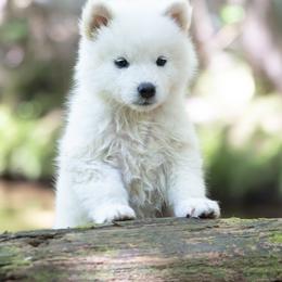 Pomsky Puppies from New World Pomskies