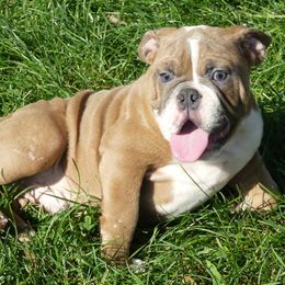 Abe - Red and white male Bulldog puppy in Clarinda, Iowa from Stimson Bulldogs