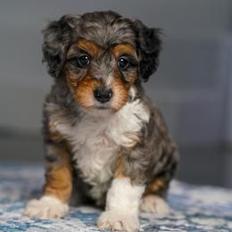 Buckley - Merle male Bernedoodle puppy in Dundee, Ohio from Down Home Doodle