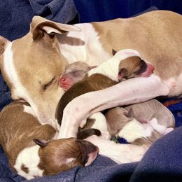 Italian Greyhound Puppies from Alura Italian Greyhounds