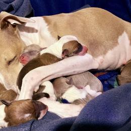 Italian Greyhound Puppies from Alura Italian Greyhounds