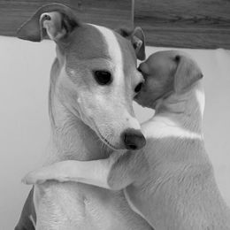 Italian Greyhound Puppies from Alura Italian Greyhounds