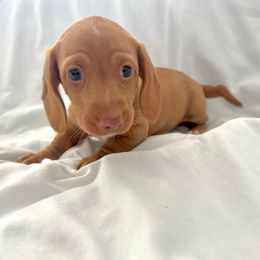 Boy 4 - Red male Dachshund puppy in Silver Springs, Florida from DeMarsh's Dachshunds