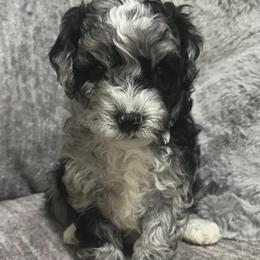 Bernedoodle Puppies from Bella‘s Mini Bernadoodles