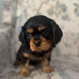Bastian - Black and tan male Cavalier King Charles Spaniel puppy in Mount Dora, Fl, Florida from Breezy Palms Cavaliers
