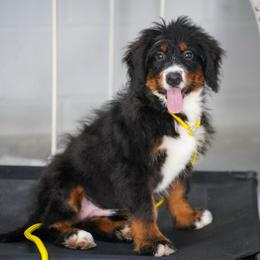 Aelswith (trained puppy) - Tri-color female Bernedoodle puppy in Dundee, Ohio from Down Home Doodle