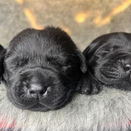 Valka - Black female Labrador Retriever puppy in Texas from Raley Retrievers