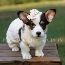 Belladonna (Bella) - Black and tan female Pembroke Welsh Corgi puppy in Benton, Arkansas from High Cotton Corgis