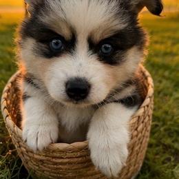 Rebbie - Tri-color male Pomsky puppy in Wisconsin from Summer's Pomskies
