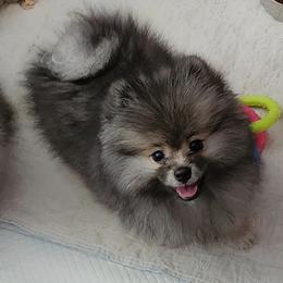 Tia boy 1 - Wolf sable male Pomeranian puppy in Turnersville, New Jersey from MK Exquisite Poms
