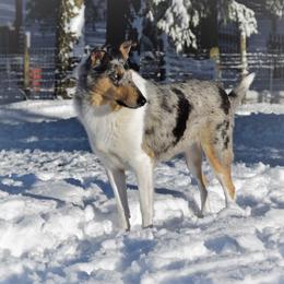 Collie All Grown Up from Glenelg Collies