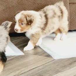 Miniature Australian Shepherd and Toy Australian Shepherd Puppies from Kinsley's Cuties & SouthPaw Creations