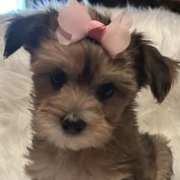 Morkie and Yorkshire Terrier Puppies from JoAnne Bergeron