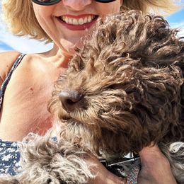 Lagotto Romagnolo Puppies from Anna’s Lagottos