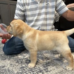 Labrador Retriever puppies from Sioux River Retrievers