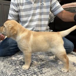 Labrador Retriever puppies from Sioux River Retrievers