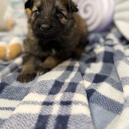 Purple - Sable female German Shepherd puppy in Columbus, Georgia from Blue Phoenix Shepherds