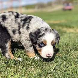 Miniature American Shepherd and Miniature Australian Shepherd Puppies from Sugartop Minis