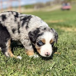 Miniature American Shepherd and Miniature Australian Shepherd Puppies from Sugartop Minis