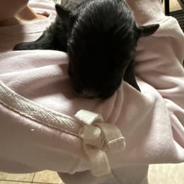 Midnight - Black & white female Australian Shepherd puppy in Four Oaks, North Carolina from RoseWest Farms
