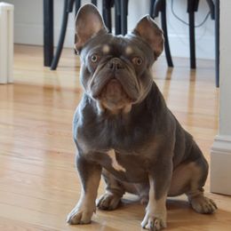 Lefty - French Bulldog