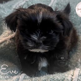 Morkie, Shorkie, and Yorkshire Terrier Puppies from Yorkie and Morkie Boutique