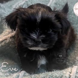 Morkie, Shorkie, and Yorkshire Terrier Puppies from Yorkie and Morkie Boutique