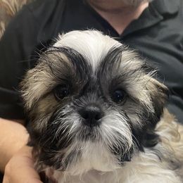 Shih Tzu Puppies from Willow Lane Shih Tzus