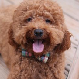 Sock - Goldendoodle