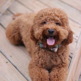 Sock - Goldendoodle