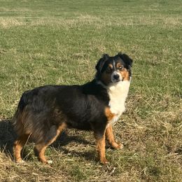 Gracie - Miniature American Shepherd