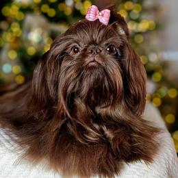 Muffin - Shih Tzu