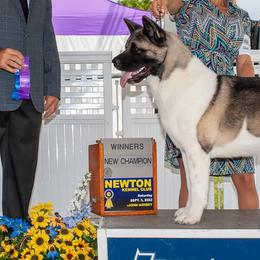 Akita and Cane Corso from The__o__pack