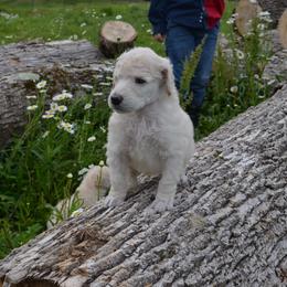 Poodle Puppies from D and D Standard Poodles