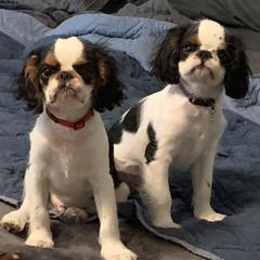 English Toy Spaniel Puppies from Marietta Charlies