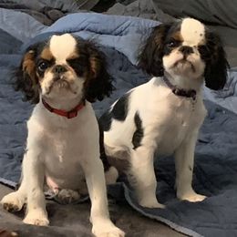 English Toy Spaniel Puppies from Marietta Charlies
