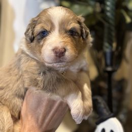 Merle- Purple collar - Red merle female Australian Shepherd puppy in Greenville, Texas from Huneycutt Wiggles