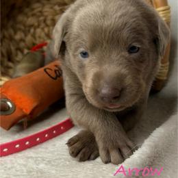 Arrow - Silver female Dilute Retriever puppy in Grants Pass, Oregon from KnR Antler Dogs