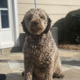 Aurora - Lagotto Romagnolo
