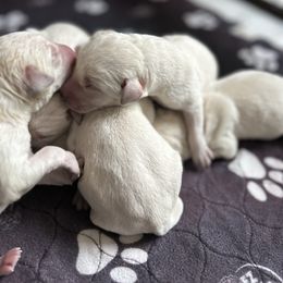 Boy 5 - Yellow male Labrador Retriever puppy in Clayton, North Carolina from The Homestead at Little Creek