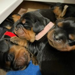 Cavalier King Charles Spaniel Puppies from Carter Woods Cavaliers