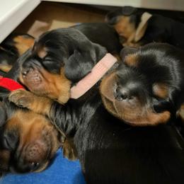 Cavalier King Charles Spaniel Puppies from Carter Woods Cavaliers