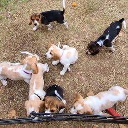 Beagles from The Beagle Corner