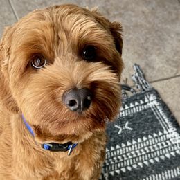 LUCKY (Linus) - Red Australian Labradoodle puppy in Roseville, California from Darby Park Doodles