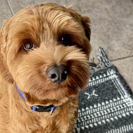 LUCKY (Linus) - Red Australian Labradoodle puppy in Roseville, California from Darby Park Doodles