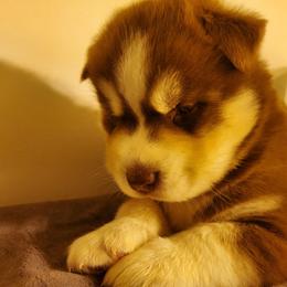 Siberian Husky Puppies from Xk siberians